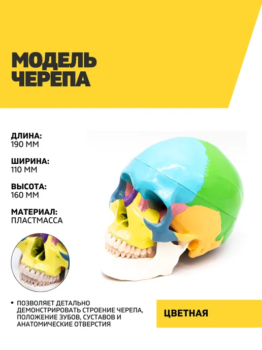 Dentins Модель черепа цветная, вариант