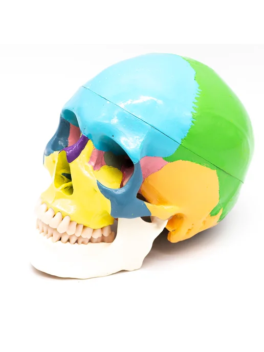 Dentins Модель черепа цветная, вариант, фото 2