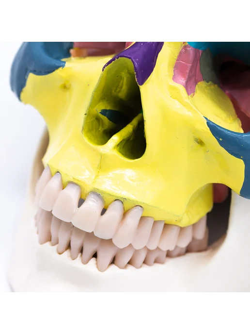 Dentins Модель черепа цветная, вариант, фото 4