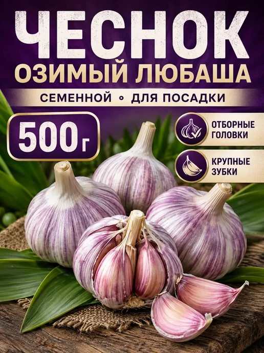 Чеснок озимый на посадку осенью сорт Любаша 0.5 кг, 500 г