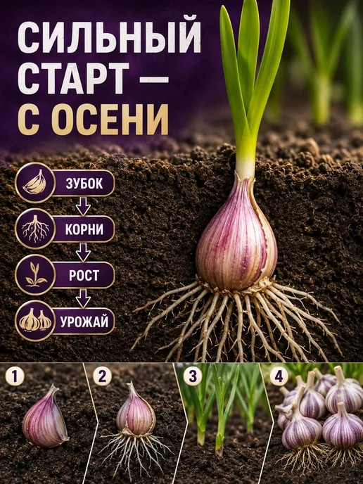 Чеснок озимый на посадку осенью сорт Любаша 0.5 кг, 500 г, фото 3