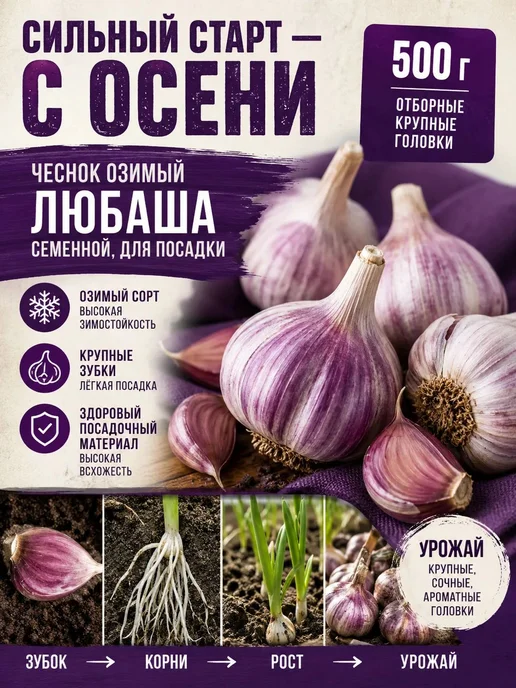 Чеснок озимый на посадку осенью сорт Любаша 0.5 кг, 500 г, фото 4