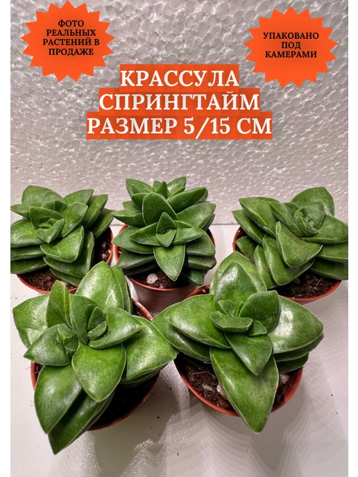 Cactus Pet Крассула Спрингтайм, зеленый