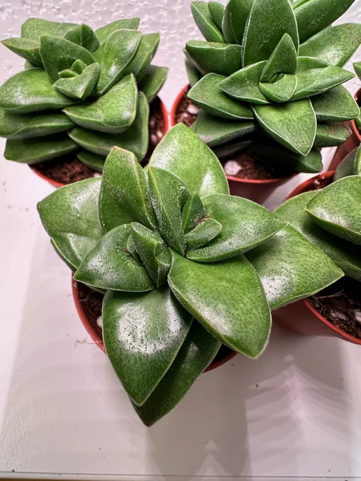 Cactus Pet Крассула Спрингтайм, зеленый, фото 3