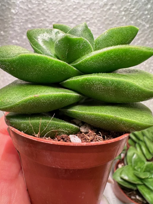 Cactus Pet Крассула Спрингтайм, зеленый, фото 5