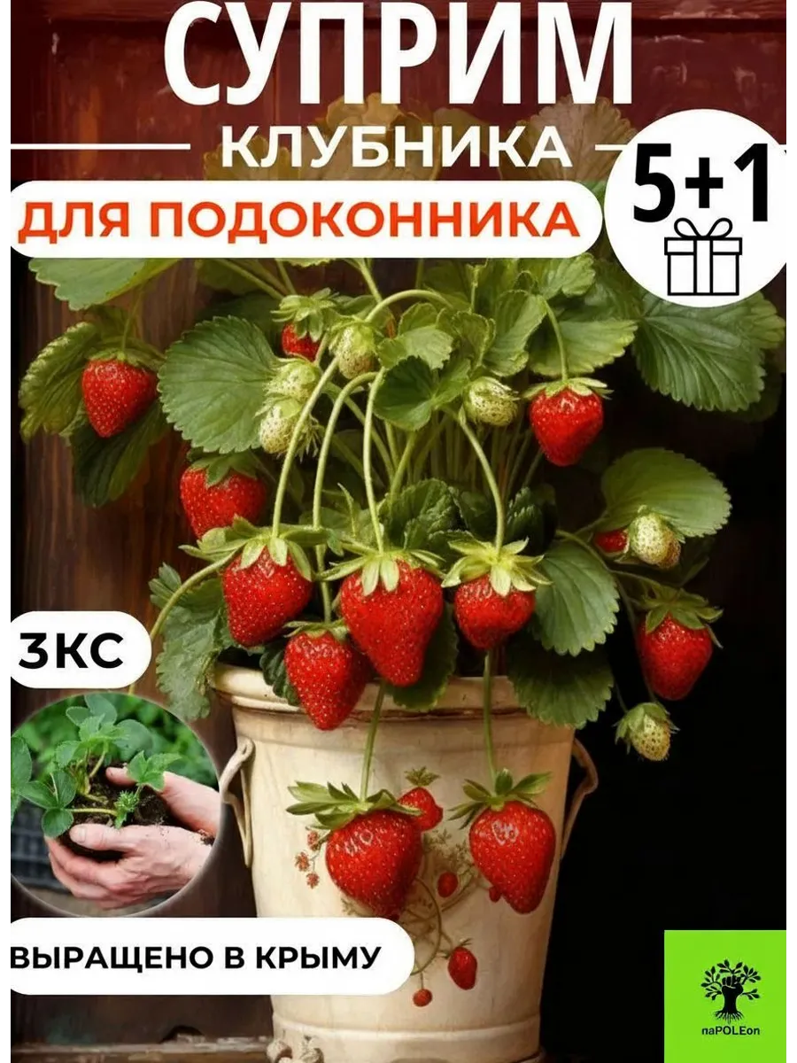 Саженцы Клубники Суприм для подоконника