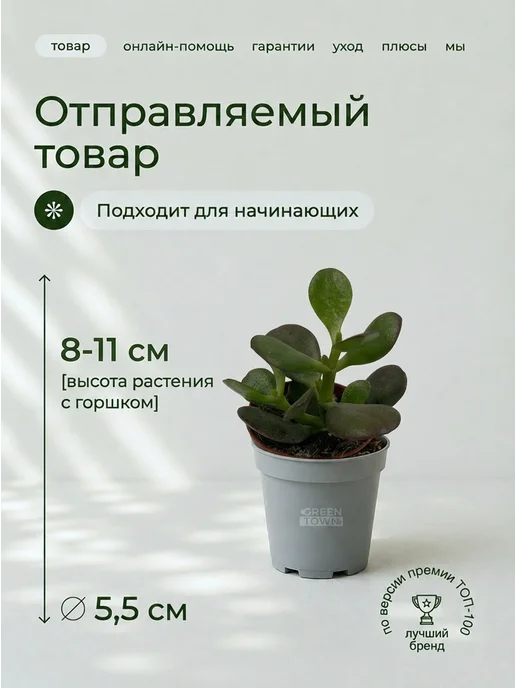 GREEN TOWN Крассула Овата Минор (Денежное дерево) живое растение, зеленый, фото 2