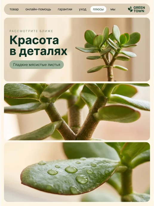 GREEN TOWN Крассула Овата Минор (Денежное дерево) живое растение, зеленый, фото 3