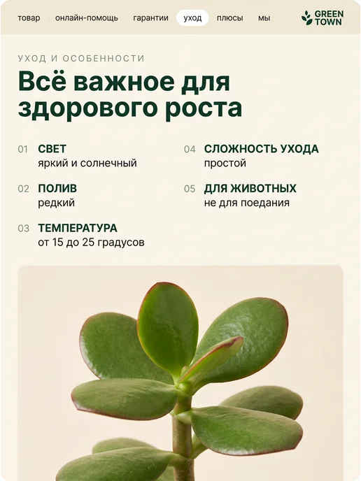 GREEN TOWN Крассула Овата Минор (Денежное дерево) живое растение, зеленый, фото 4