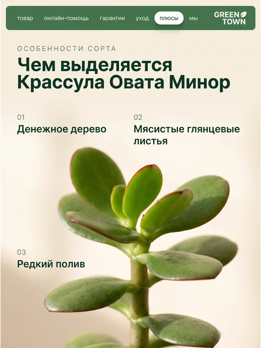 GREEN TOWN Крассула Овата Минор (Денежное дерево) живое растение, зеленый, фото 5