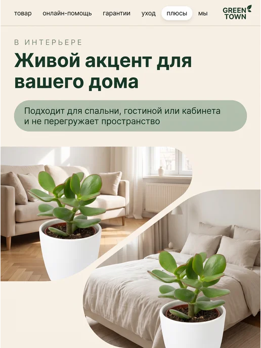GREEN TOWN Крассула Овата Минор (Денежное дерево) живое растение, зеленый, фото 7