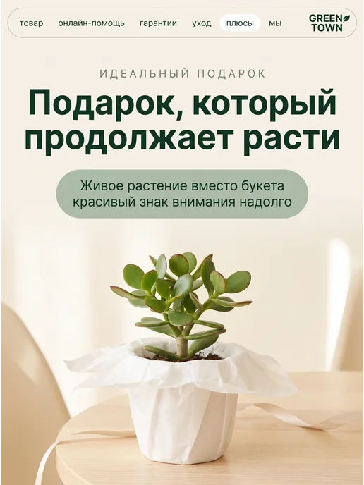 GREEN TOWN Крассула Овата Минор (Денежное дерево) живое растение, зеленый, фото 8