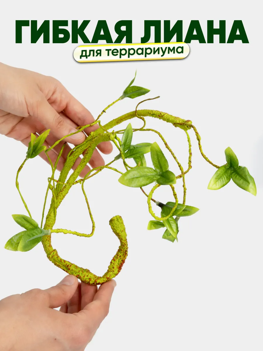 Растение для террариума, лиана