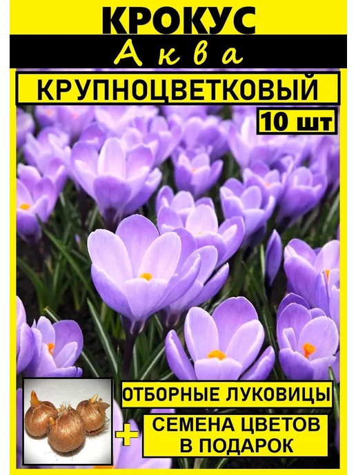 крокус Биг Йеллоу 7 луковиц, 10 шт