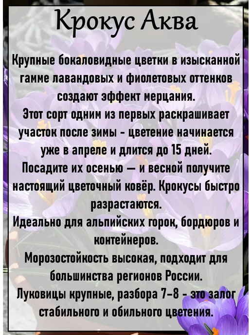 крокус Биг Йеллоу 7 луковиц, 10 шт, фото 2