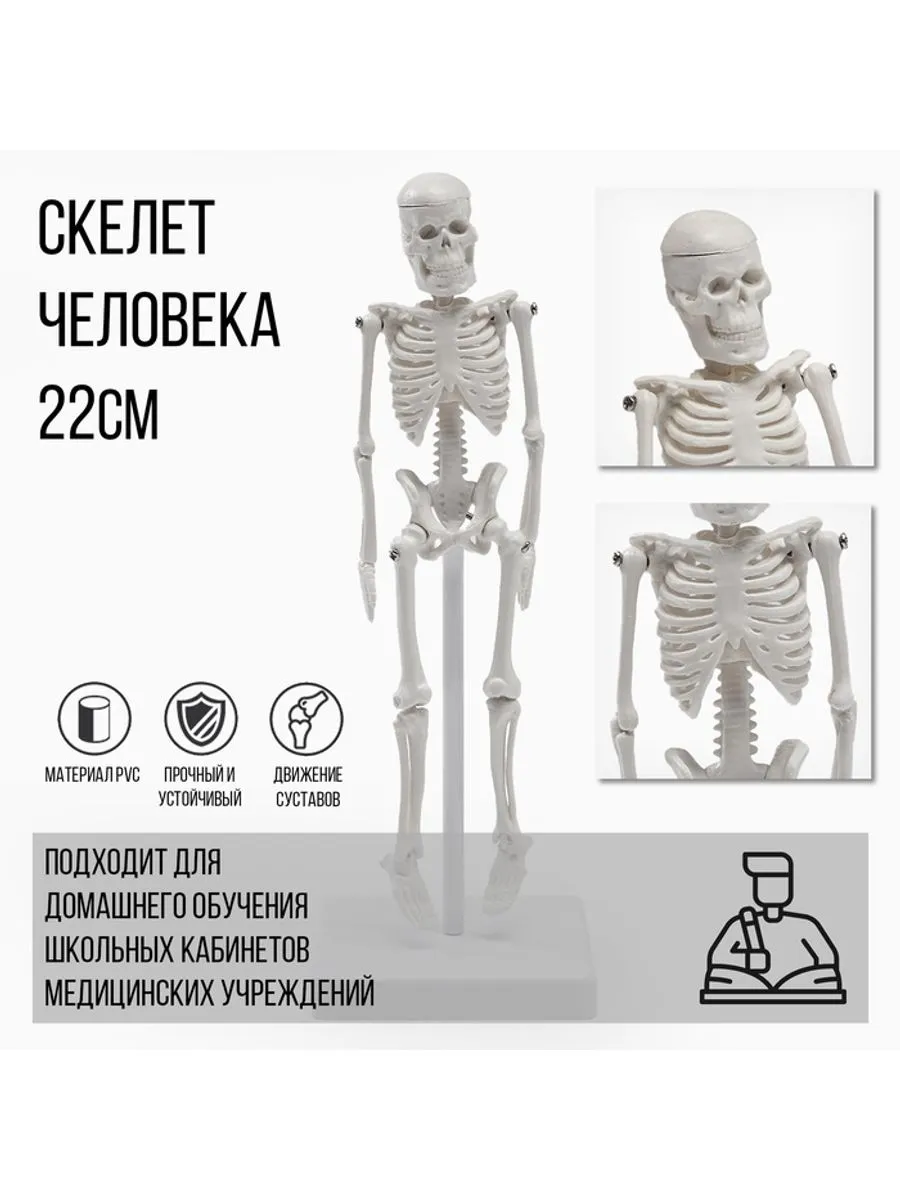 Анатомическая модель, 22 см