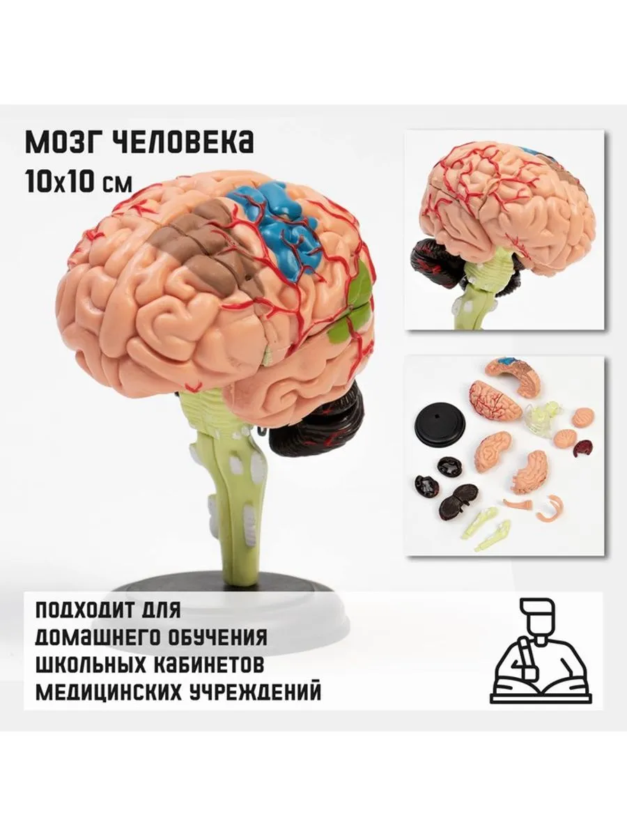 Анатомическая модель мозга, разборный, 10×10 см