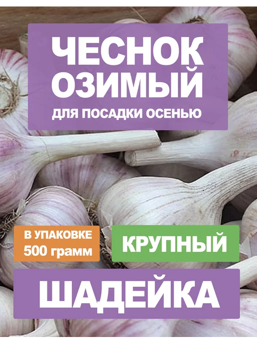 Чеснок озимы на посадку осенью сорт Юбилейный, вариант
