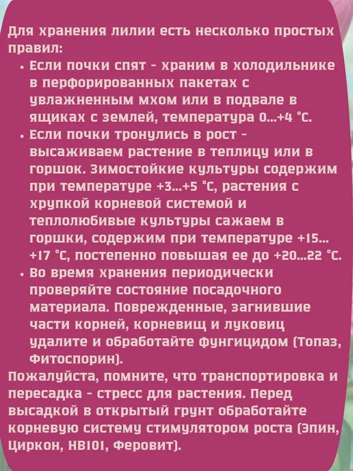Царь сад Многолетние растения .Луковицы лилий, 2 шт, фото 2