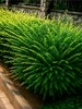 Жимолость Аврора саженец Anna&Plants 1027597602 купить за 535 ₽ в интернет‑магазине Wildberries