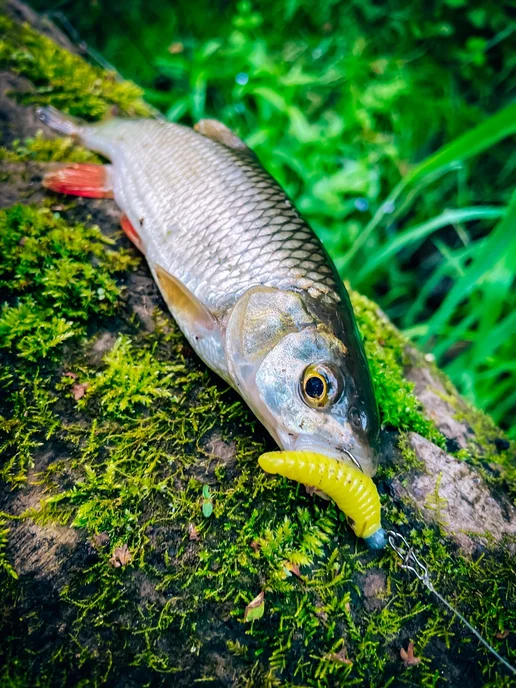 Boroda baits Форелевая резина приманка плавающая силиконовая магот, вариант, фото 7
