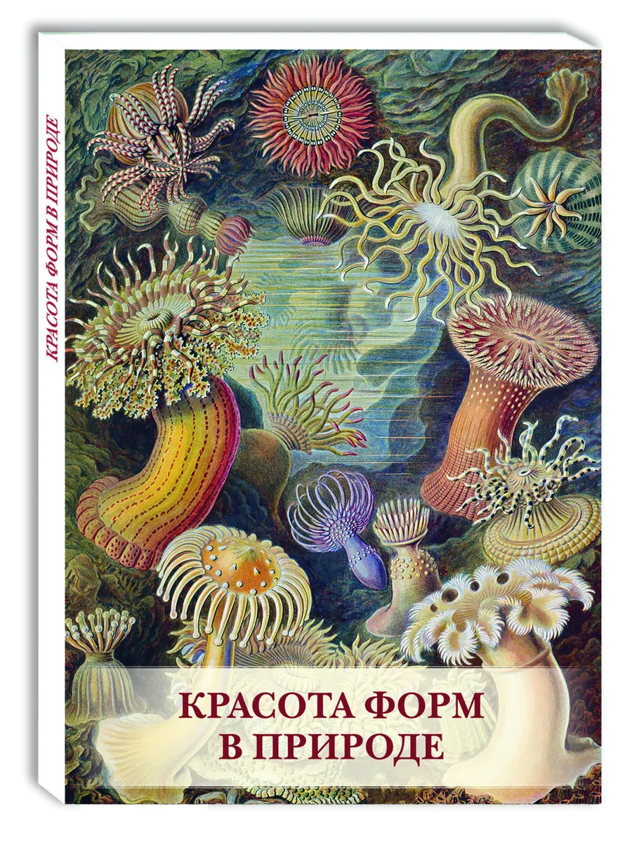 Красота форм в природе (почтовые открытки/посткроссинг)