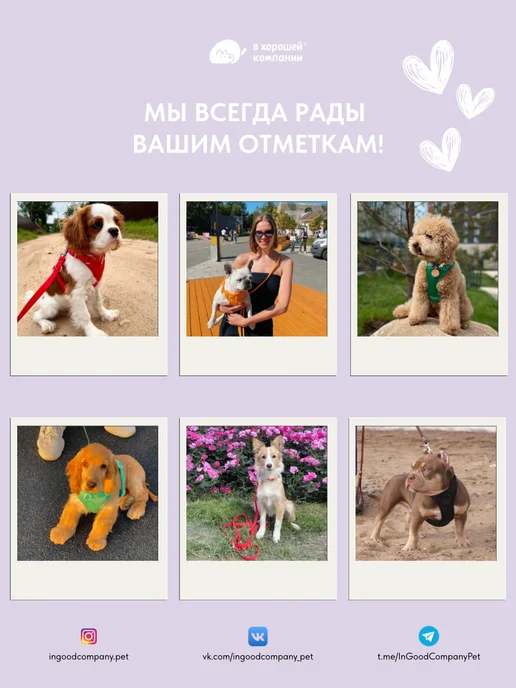 IN GOOD COMPANY Сумочка для лакомств, для дрессировки собак, вариант, фото 6
