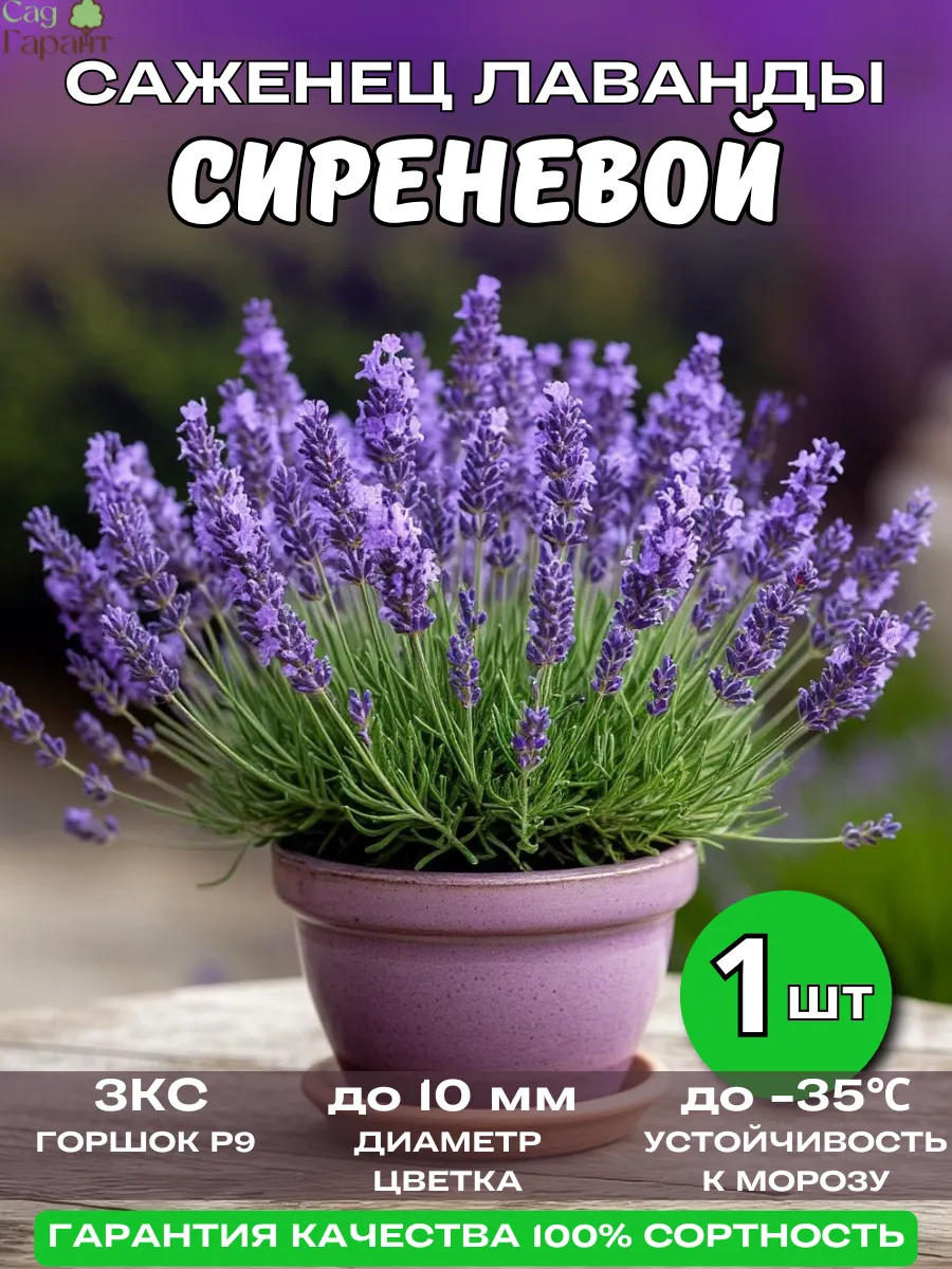 Саженцы Лаванды Сиреневой зкс