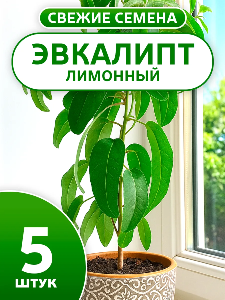 Семена эвкалипта лимонного для выращивания