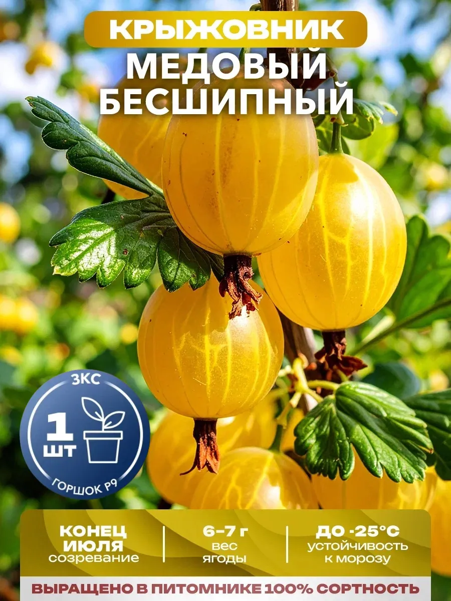 Саженцы Крыжовника Медовый Бесшипный