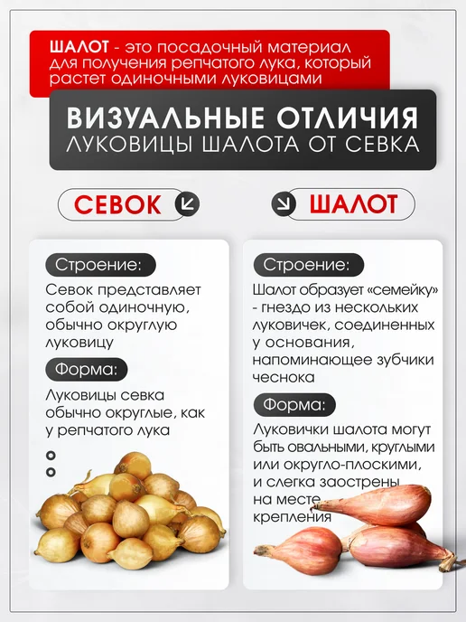 Озимая посадка Лук шалот луковицы на посадку Монастырский 0,5 кг, 500 г, фото 2