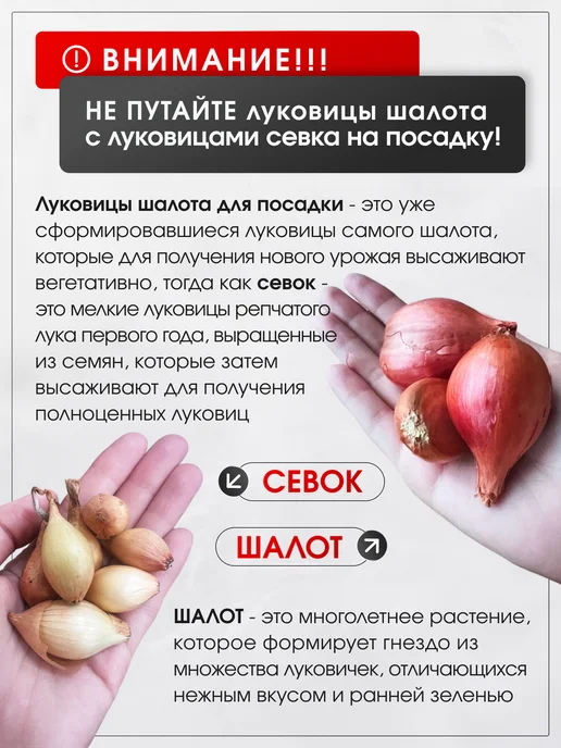 Озимая посадка Лук шалот луковицы на посадку Монастырский 0,5 кг, 500 г, фото 3