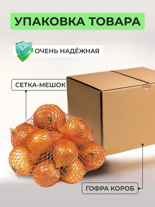 Озимая посадка Лук шалот луковицы на посадку Монастырский 0,5 кг, 500 г, фото 4