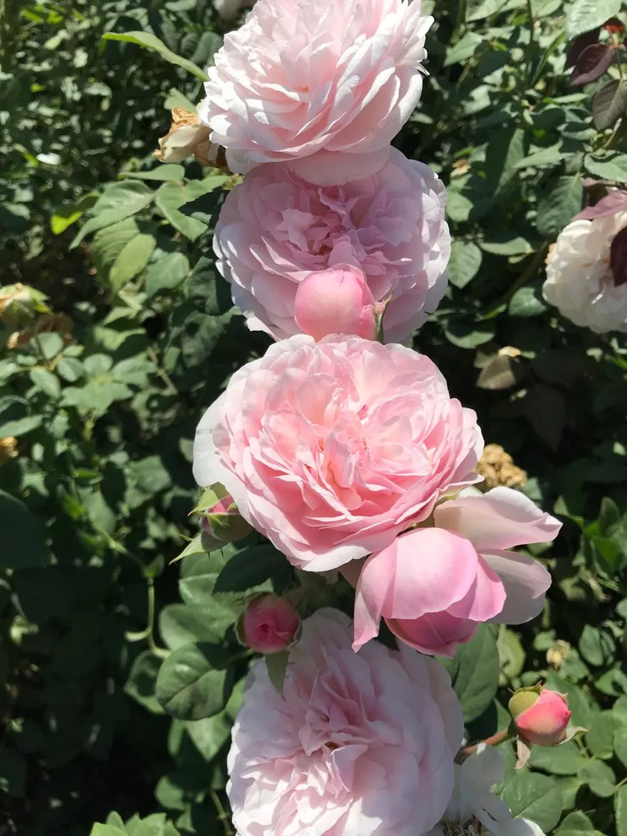 Тула секс қыздар Үнді секс порно видео