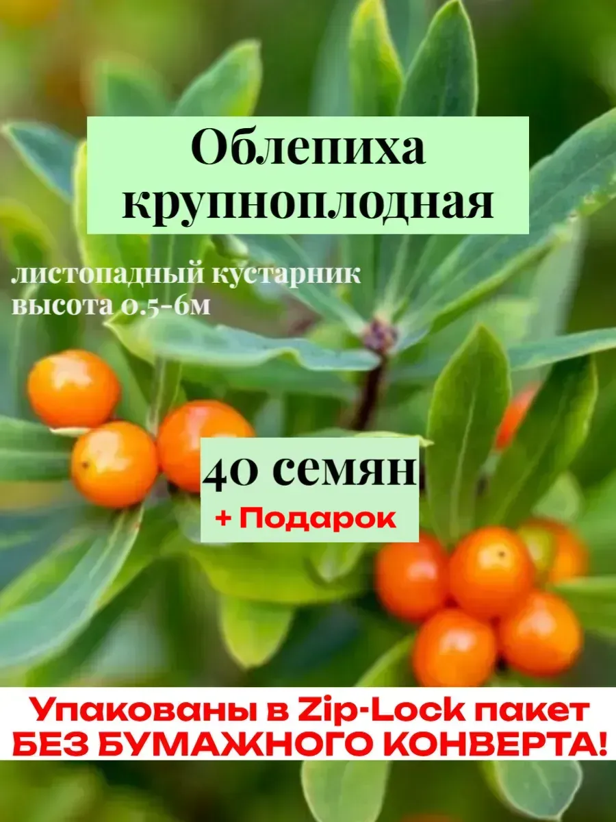 Облепиха крупноплодная, семена 40 шт. 2025 год.