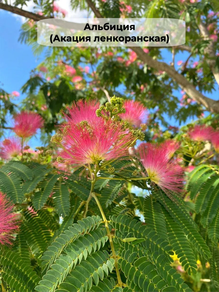 Альбиция ленкоранская