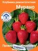 Саженцы ремонтантной зимостойкой клубники Мурано Шепот лепестков 506967302 купить за 444 ₽ в интернет‑магазине Wildberries