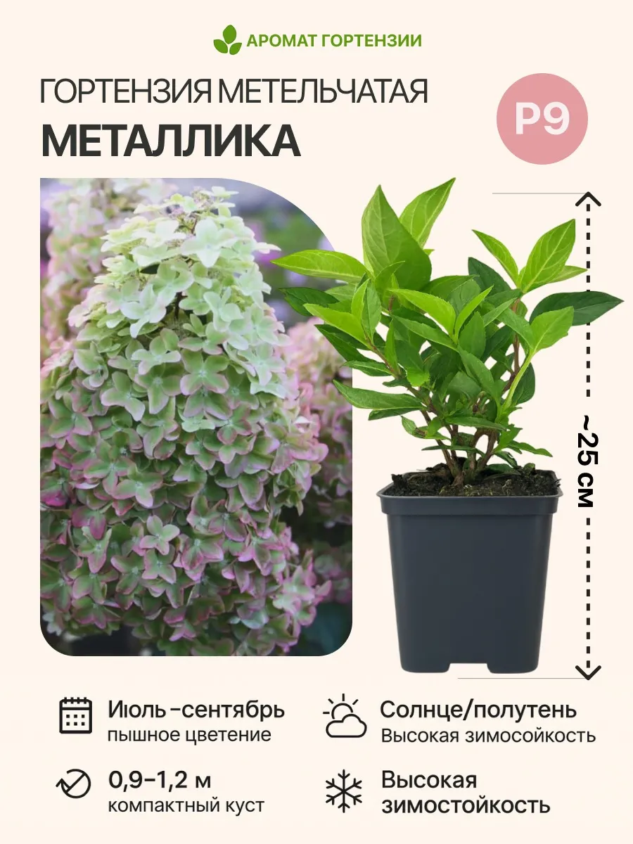 Гортензия метельчатая Metallika