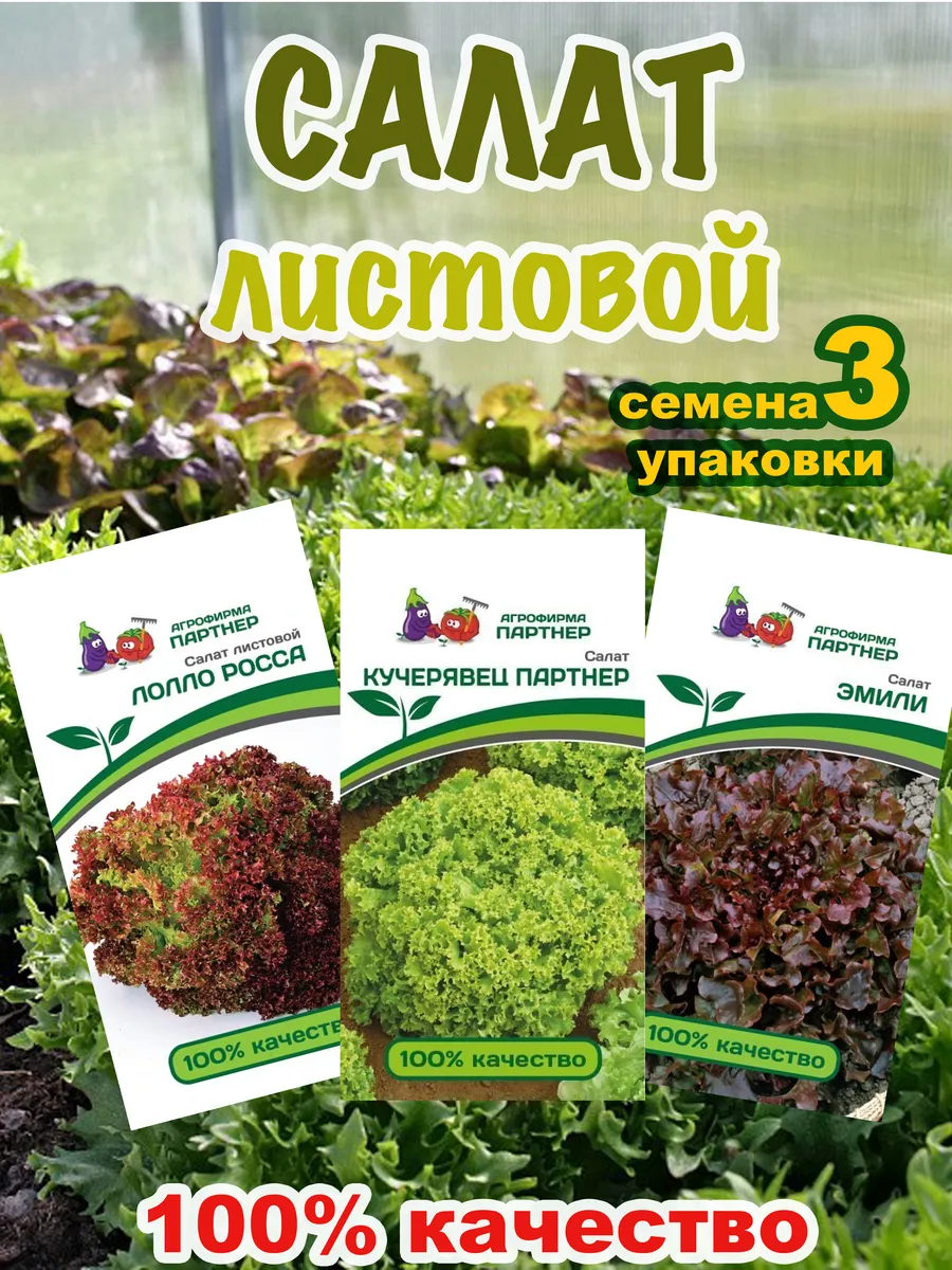 Семена листового салата