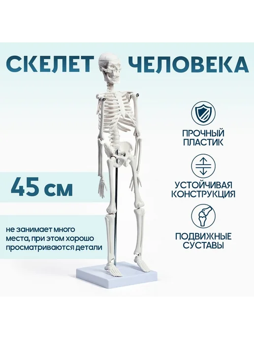 Анатомическая модель "Макет скелета взрослого человека", вариант