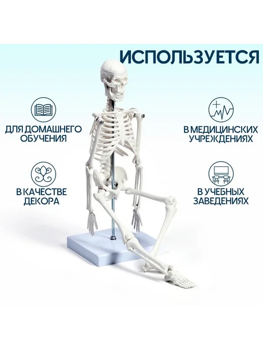 Анатомическая модель "Макет скелета взрослого человека", вариант, фото 2