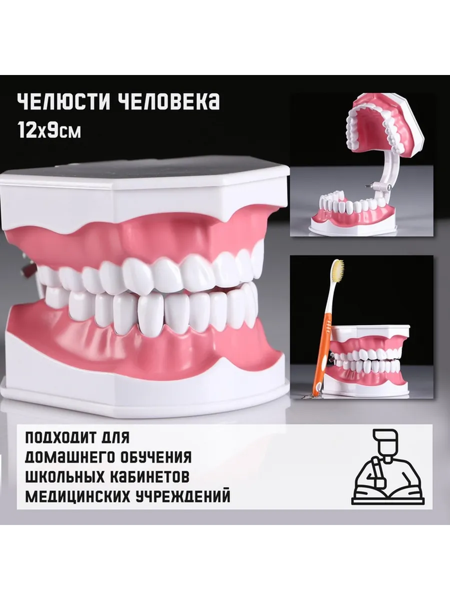 Анатомическая модель "Макет челюсти человека"