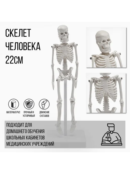 Анатомическая модель "Макет скелета взрослого человека", вариант