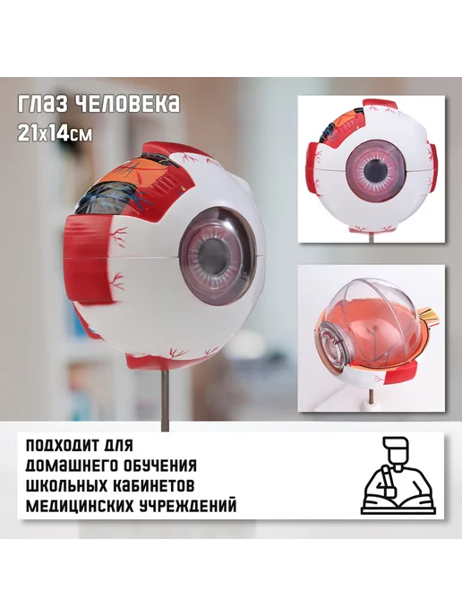 Анатомическая модель "Макет глаза человека", вариант
