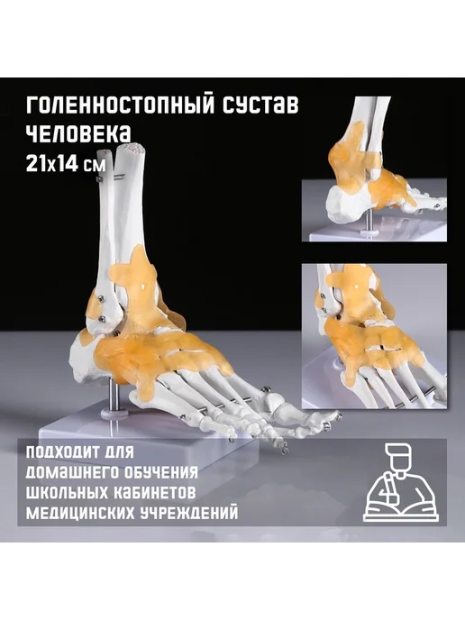 Анатомическая модель "Макет голеностопного сустава", вариант