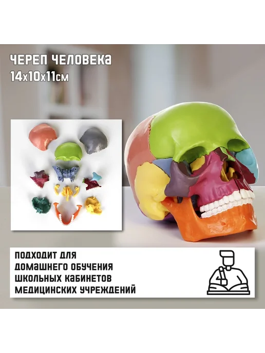 Анатомическая модель "Макет черепа человека", вариант
