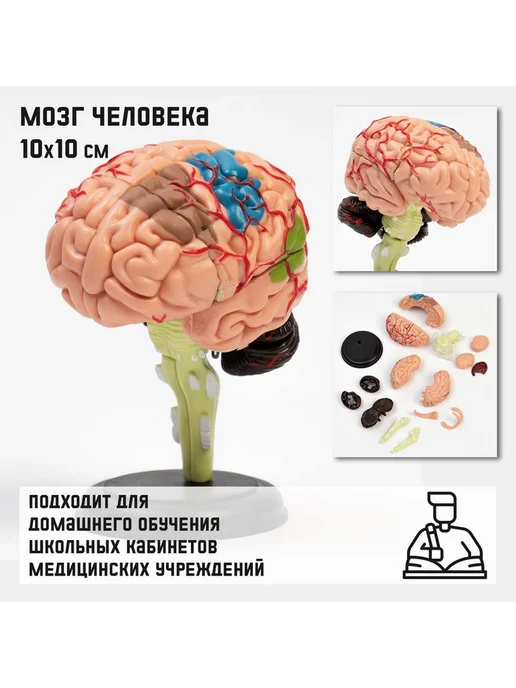 Анатомическая модель "Макет мозга человека", вариант