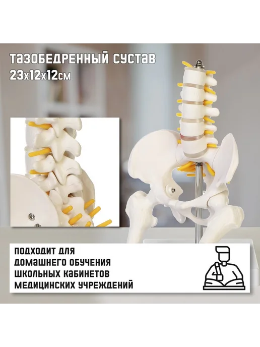 Анатомическая модель, вариант