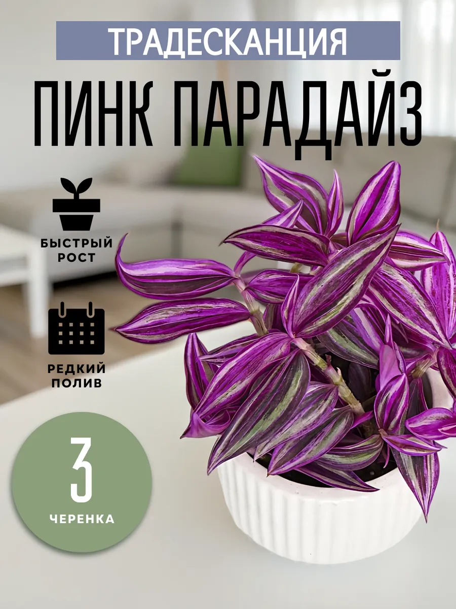 Живые комнатные цветы растения Традесканция Пинк Парадайз 3ч