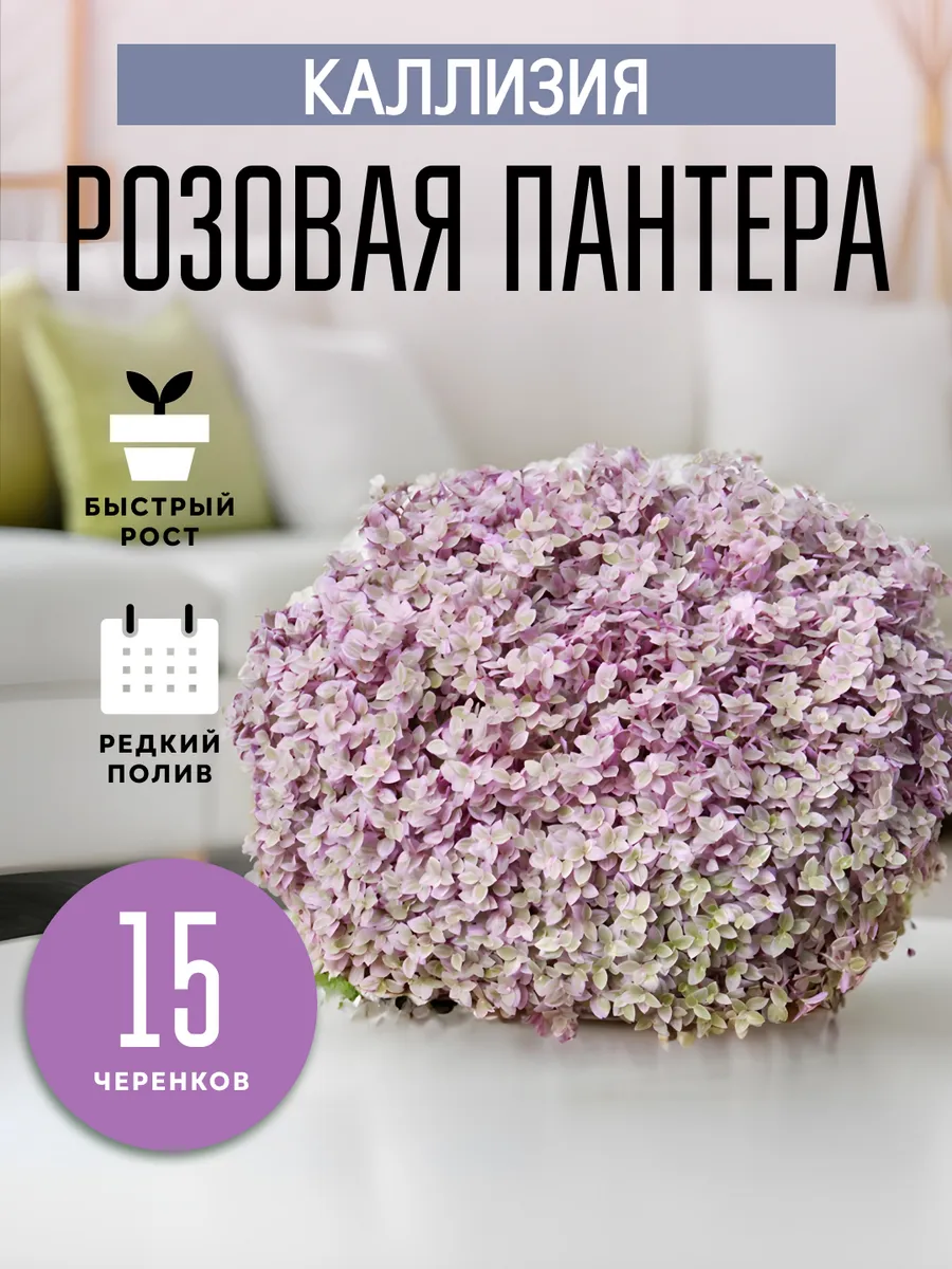 Живые комнатные цветы растения Каллизия Розовая Пантера 15ч